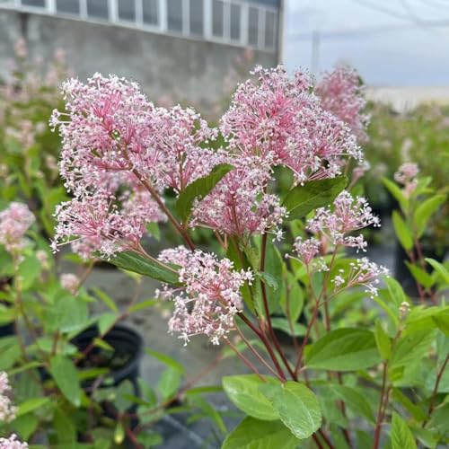 30 pcs kalifornischer flieder samen - Ceanothus - bodendecker samen, kletterpflanzen samen, säckelblume winterhart samen alte sorten saatgut, pflanzen winterhart biosaatgut, kübelpflanzen