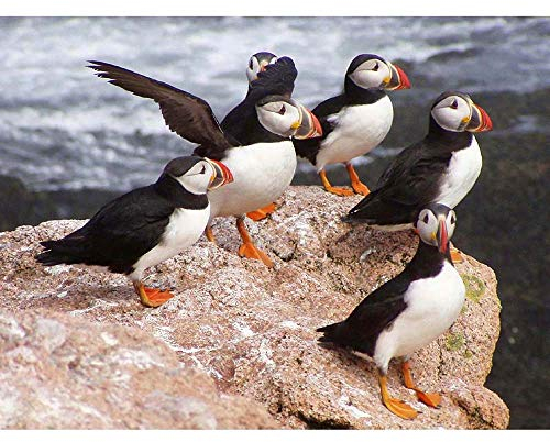 Animal North Atlantic Puffins Art Print Poster Wall Decor 12X16 Inch