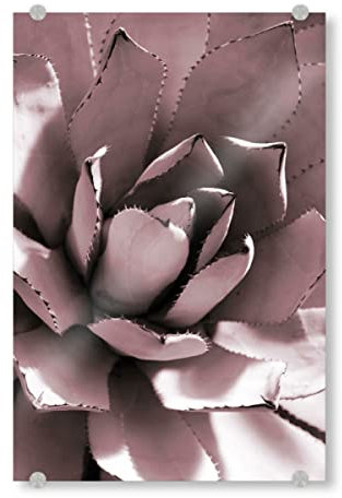 artboxONE Acrylglasbild 120x80 cm Natur Agave Rosé Bild hinter Acrylglas - Bild Agave Agave Blatt