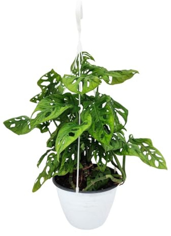 I Giardini di Giulia | Monstera Adansonii Monkey Mask Ø18 H.50 | Pianta da Interno con Foglie Forate | Decorazione Tropicale per Casa e Ufficio