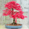 10 semillas de arce japonés rojo Acer palmatum atropurpureum Bonsai Arce CombSH