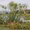 100 Pcs Cyperus Papyrus Pflanze Samen - Zypergras - Steingartenpflanzen Winterhart Ziergräser Winterhart, Luftreinigende Zimmerpflanzen Samen Exotische Pflanzen, Bio Saatgut Stauden