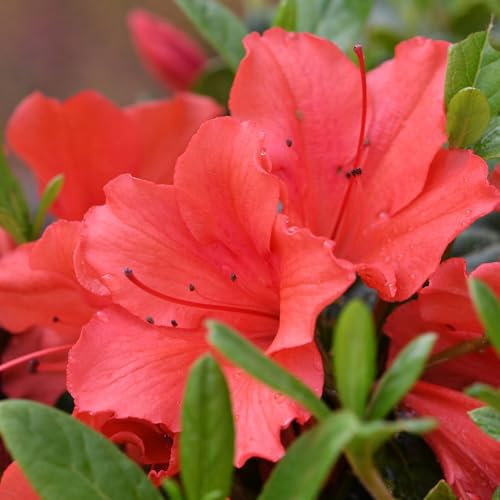 Pianta vera di Azalea Encore Sunset - Diametro Vaso Ø 18 cm