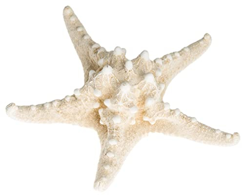 NaDeco Noppen Seestern Gebleicht Größe ca.10-15cm | Protoreaster nodosus | Deko Seestern | kleine Seesterne | Seesternchen | Maritime Dekoration | Fischernetz Deko