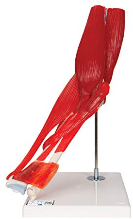 3B Scientific® Ellbogengelenkmodell – 8-teiliges lebensgroßes Ellenbogenmodell mit 7 abnehmbaren Muskeln für Anatomieunterricht + 3B Smart Anatomy App