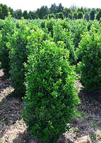 amerikanische Hülse, Ilex meserveae Heckenstar -S- 50 - 60 cm hoch im 5 Liter Pflanzcontainer