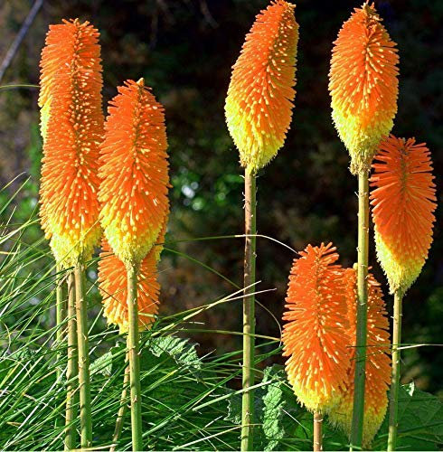 SB 3/6 RED HOT Poker Torch Lily PERENNIALS Plant Roots Spring LGARDENING Border (6)