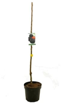 Garden Center shop | Árbol Frutal Ciruelo Black Amber (Prunus salicina) de 2 Años | Altura 120-140 cm | En Maceta de 7 L | Autofértil y Productivo | Interior y Exterior | Fruta Dulce y Jugosa