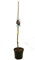 Garden Center shop | Árbol Frutal Ciruelo Black Amber (Prunus salicina) de 2 Años | Altura 120-140 cm | En Maceta de 7 L | Autofértil y Productivo | Interior y Exterior | Fruta Dulce y Jugosa