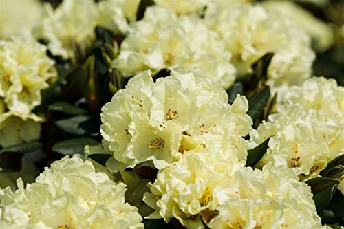 Rhododendron Hybr. 'INKARHO-Dufthecke' 40-50 cm - gelbe Blüten, duftend, ideal für Hecken, pflegeleicht und winterhart