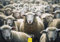 Edition Seidel Premium Kalender Schafe 2025 Format DIN A3 Wandkalender Tierkalender Schaf Lamm Bock Haustiere