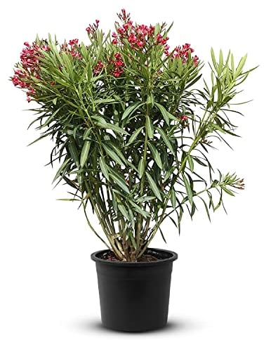 Tropictrees Nerium Oleander Pflanzen Winterhart mit Roten Blüten, 80–100 cm Höhe, Winterharte Pflanzen für Garten, hitze- und trockenheitsresistenter Strauch