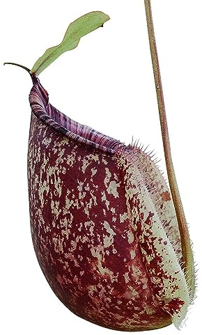 200 pcs kannenpflanze samen - pflanztöpfe deko pflanze kräutergarten,Nepenthes mirabilis,Sukkulenten sukkulente succulent plants,fleischfressende pflanzen balkonpflanzen winterhart