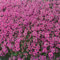 Thymus praecox 'Red Carpet' ca. 9x9 cm Topf - Teppich-Thymian, rote Blüten, Blütezeit Mai-August, ideal für Steingärten, bienenfreundlich, pflegeleicht