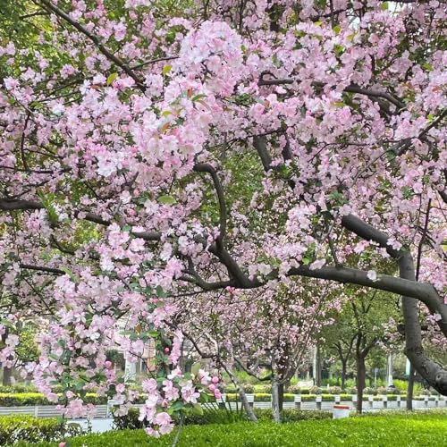 100 pcs begonien winterhart samen bienenwiese saatgut begonie balkonpflanzen winterhart sommerblumen samen zimmerpflanzen gartenblumen mehrjährig winterhart praktische geschenke balkon