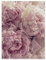 Poster Blumen Rosa Rosen Pfingstrosen 50x70 cm Hochformat - OHNE RAHMEN XXL Wandposter Kunstdruck Fotoposter Wandbild Wandbilder Wand Bild auf Poster Wohnzimmer Schlafzimmer Küche