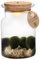vdvelde.com - Mini Ökosystem - Marimo mooskugeln Corky - - Mooskugeln- Ø 13 cm ↥ 20 cm- Batterie-Beleuchtung