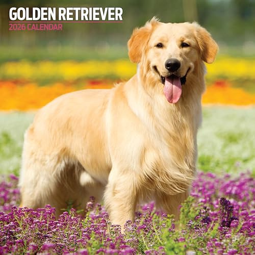 Golden Retriever 2026 Traditioneller Kalender