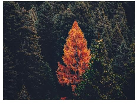 1500 Teile Klassisches Puzzle für Erwachsene Und Kinder-Wälder,Nadelbäume,Bäume 87x57cm