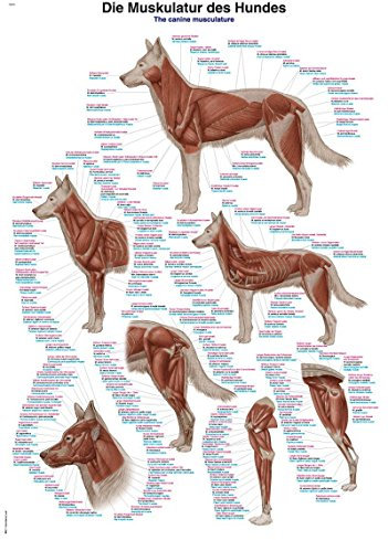 LehrtafelDie Muskulatur des Hundes, 50x70cm