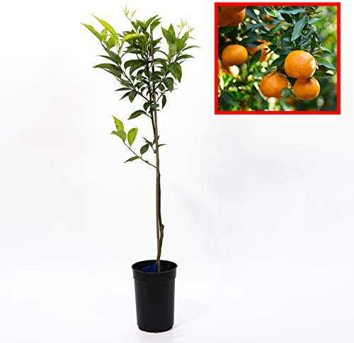 Mandarino HERNANDINA o CLEMENTINA - Plantón1 metro - PLANTA VIVA (1)