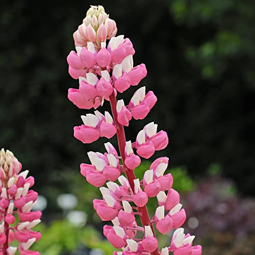 Lupin 'The Chatelaine' Lupinus Plant Hardy Perennial Bicolour Pink and White Blooms Easy to Grow Tall Cottage Garden Favourite Flowers 1 x 1 Litre Potted Plant by Thompson and Morgan