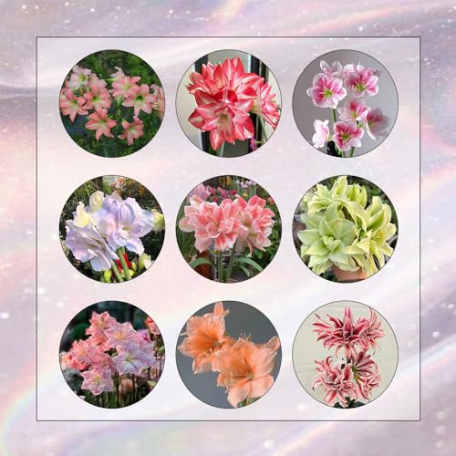 2 Pcs Amaryllis Zwiebel, Amaryllis Knollen, Blumenzwiebel, Balkonpflanzen Amaryllis Zwiebeln Kaufen - Hippeastrum Rutilum - Geschenke Für Gartenfreunde, Wildflower Summer Blumen Pflanzen