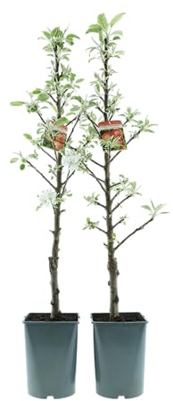 Säulenobst Baum 70–80 cm – Säulenapfel & Säulenbirne im 4L Topf, winterhart, Obstbaum für Balkon, Terrasse & Garten, ideal für kleine Räume (2, Säulenapfel ‘Red Sensation’ (Malus domestica))