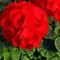 Garten Geranie, Pelargonium Geranien Samen, Pelargonie Blumen -100 Samen
