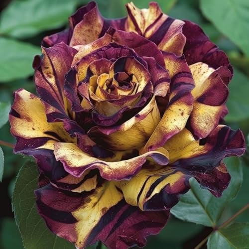 Exklusive, Winterharte, Rosen Vielfarbige, Pflegeleichte, Sehr Bienenfreundlich, Top - Garten, Das Bunt Gemischte, Luftreinigende Zimmer - -1bulbs-A