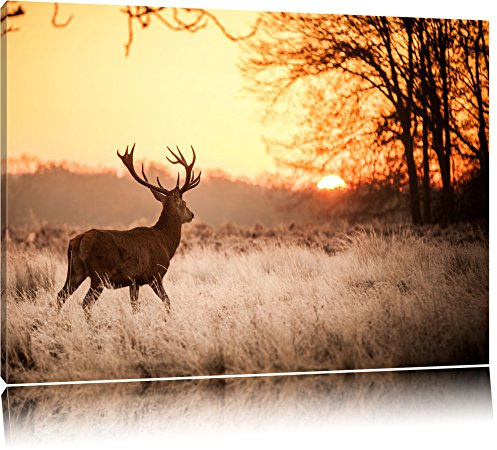 Pixxprint Hirsch im Sonnenuntergang, Größe: 100x70cm, Leinwandbild, fertig gespannt, Wandbild, Dekoration, Kunstdruck, kein Poster