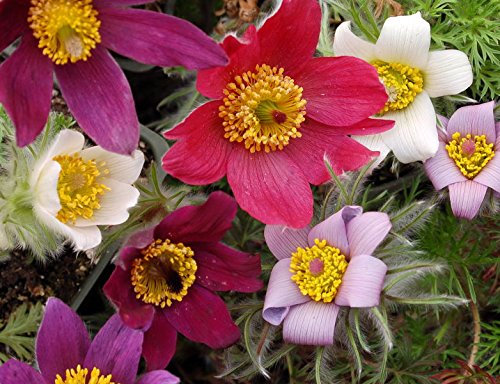 Küchenschelle Mischung, Kuhschell 20 Samen,Pulsatilla, Winterhart