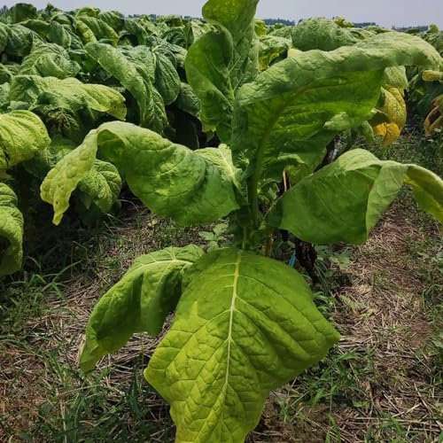 500 pz varietà di semi di tabacco, semi di tabacco, balcone con letto rialzato, cucina per erbe aromatiche, pianta del tabacco (Nicotiana tabacum) semi di erbe, regalo da giardino