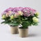 Hortensie 'Tabletensia®' lila, Topf-Ø 10 cm, 2er-Set