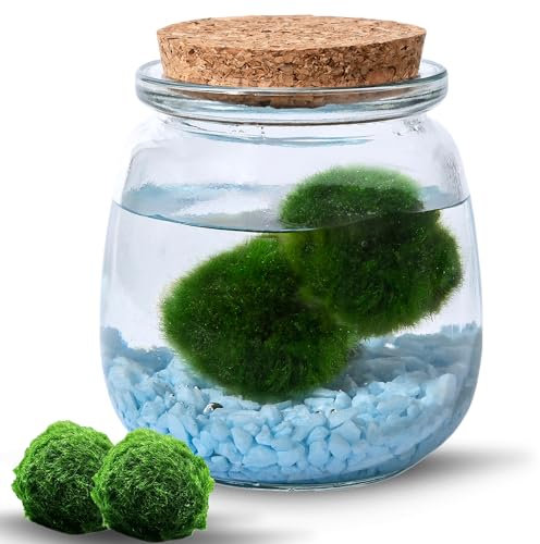 MOSSBALL Glasterrarium-Set mit 3 lebenden Moosbällen, Wachstumslicht, kleinen Steinen – kleines Tisch-Glasterrarium für Büro, Garten, Heimdekoration (midiMOSS with Blue Stones)