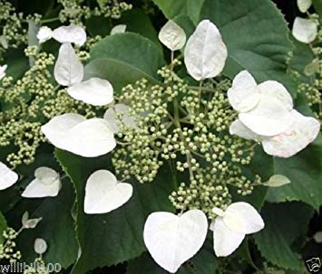 Japanische Hortensie Rebe SEEDS (Schizophragma hydrangeoides) 'Moonlight' -Zone 5