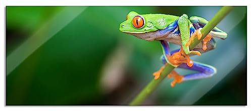 Pixxprint Glasbild Panorama, Wandbild aus Echtglas, Grüner kleiner Frosch auf Ast, 100x40 cm, inkl. Aufhängung und Abstandshalter