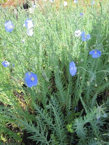 Stauden-Lein - Ausdauernder Lein - Linum perenne Verpackungseinheit 3