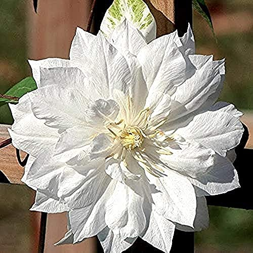 2 Stück Clematis Zwiebeln zum Pflanzen Garten Garten Aromatische Blumen Selten Elegant Frische Ausgezeichnete Farben Ergänzung Erbstücke Leicht zu überleben
