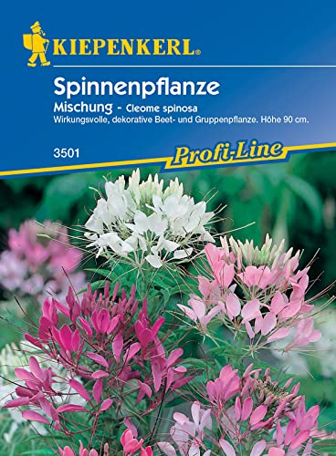 Kiepenkerl 3501 Spinnenpflanze Mischung, sehr dekorative Beet- und Gruppenpflanze mit großer Wirkung, Ideal vor Zäunen und Mauern