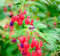 100 Stück Fuchsien-Blumensamen