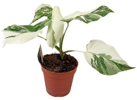 Monstera Deliciosa Variegata - Super White - 30-40cm - Ø15cm - Pianta d'appartamento
