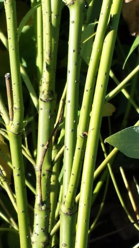 Gelbholz Hartriegel Cornus stolonifera Flaviramea 60-100 cm hoch im 5 Liter Pflanzcontainer