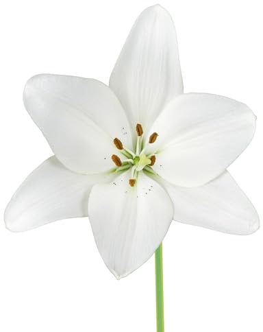 Lilienzwiebeln 12 x ’Snowdon’ – The Bulb Farmers - Frühjahr – in den Niederlanden gezüchtet - Lilien Zwiebeln – Blumenzwiebeln