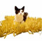 CATMAT. Tissue Paper Cat Mat. Yellow paper imitation grass play mat - fun for Indoor Cats and Kittens (pack of two)