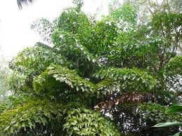 ESP-Handel - Caryota urens - Brennpalme - 10 Samen