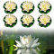 6 Stück Künstliche Seerosen, Schwimmende Blumen, Artificial Lotus, Eva Lotus Flower Teich Wasserlilie, Seerosen Künstlich, Künstliche Lotusblume für Gartenterrasse Pool Aquarium Dekoration (Weiß)