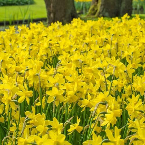 Carbeth Plants - 100 x Daffodil Yellow Sailboat Spring Bulbs - Late Spring Narcissus Flowering Perennials - UK Hardy Low Maintenance Pollinator Friendly - Grow in Beds, Borders and Patio Pots