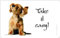 Rahmenlos® Frühstücksbrettchen - Hund, Hündchen, Take it Easy- küchen- und lebensmittelgerechtes Resopal 23,5 x 14,5 cm