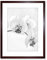 Wee Blue Coo Photo Nature Plant Orchid Flower Black White Framed Wall Art Print